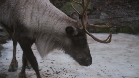 Video-footage-shows-the-camera-panning-from-the-spectator's-feet-to-two-adult-reindeer-with-horns-in-the-Skansen-open-air-museum-in-Stockholm,-Sweden—green-moss-on-a-rocky-cliff-and-snow