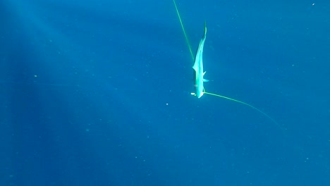 Tauchen-Sie-Unter-Wasser-Und-Sehen-Sie-Wunderschöne-Gelbschwanzfische,-Die-Im-Offenen-Ozean-Von-Lichtstrahlen-Beleuchtet-Werden