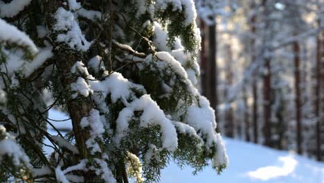 Close-up-of-snowy-fit-tree-branch-in-winter-forest-scenery
