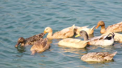 A-close-shot-of-a-small-herd-of-ducks-sticking-their-heads-underwater-while-eating,-creating-gentle-ripples