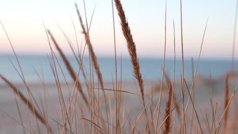 Tall-Sand-Grass-Blowing-In-The-Breeze-On-The-Bokeh-Beach-Backdrop