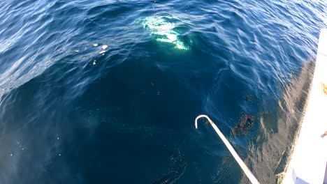 POV-of-fisherman-gaff-and-bring-aboard-flailing-yellowtail-fish
