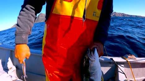 Fisherman-wearing-orange-waders-removes-crankbait-lure-from-oceanic-fish