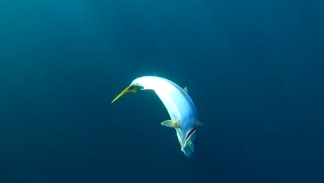 Underwater-view-of-yellowtail-fighting-to-escape-into-deep-blue-ocean-depths