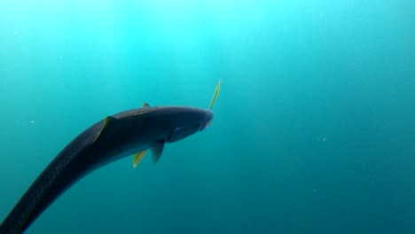Yellowtail-fish-caught-on-crankbait-lure-swims-through-depths-of-crystal-water,-Bahia-Asuncion-Mexico