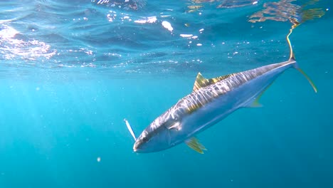 Yellowtail-fish-caught-on-spoon-lure-swims-majestic-through-water