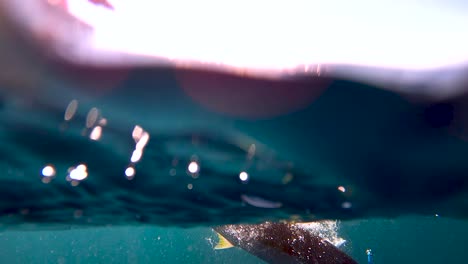Underwater-view-of-yellowtail-thrashing-against-crankbait-lure-swimming-away