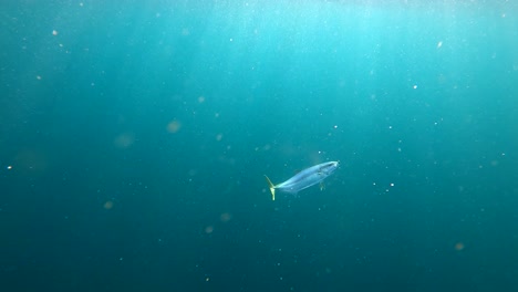 Gelbschwanzfische-Steigen-Inmitten-Von-Lichtstrahlen-Im-Kristallklaren-Wasser-Langsam-An-Die-Oberfläche