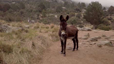 A-brown-donkey-at-the-foreground-looks-at-the-camera,-with-another-donkey-at-the-background