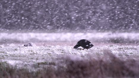 Coot-with-head-held-low-trudging-over-snow-covered-landscape-in-snowstorm