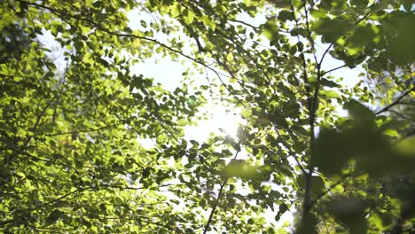 Sonnenlicht-Scheint-Durch-Grüne-Äste-Mit-Blättern-Im-Vordergrund