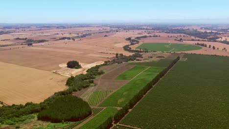 Aerial-rotating-shot-of-large-vineyards-in-the-Malleco-Valley-with-tracks-in-between