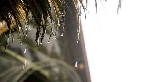 Rain-drops-drip-from-edge-of-palm-fronds-covering-tropical-shack-in-Bali