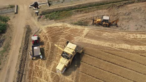Aerial-drone-bird's-eye-view-over-a-yellow-agricultural-farm-combine-harvester-unloading-collected-wheat-grains-from-an-industrial-wheat-field-on-a-sunny-day