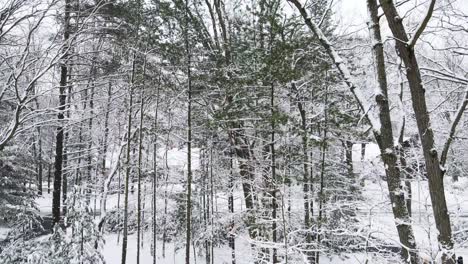 Die-Heimischen-Wälder-Sind-Mit-Einer-Schicht-Neuschnee-Bedeckt-Und-überzogen