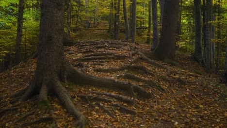 Tilt-up-shot-of-a-trail-in-the-forest-with-tree-roots-and-amber-leaves-on-the-ground