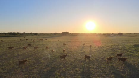 Sunset-drone-flight-over-vast-pasture-in-San-Luis---livestock-breeding-industry