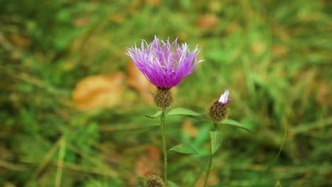 Purple-wild-flower-with-green-bokeh