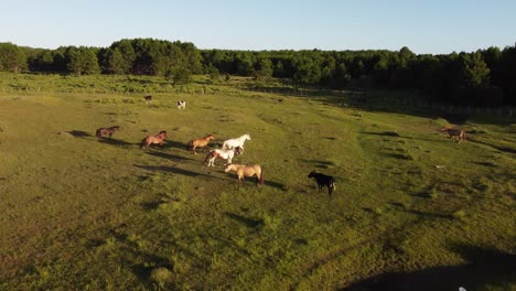 Wild-free-horses-running-and-grazing-in-grassland,-Uruguay
