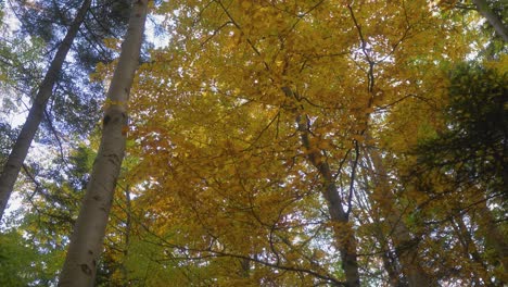 Tilt-up-shot-of-a-pack-of-yellow-leaves-trees-in-a-forest