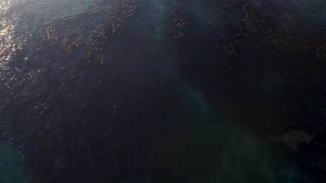 Vogelperspektive-Auf-Tiefe-Kelpwälder-Im-Offenen-Pazifischen-Ozean,-Sonnenlicht-Schimmert-Auf-Dem-Wasser