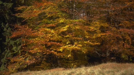 Panning-right-shot-of-a-forest-edge-with-coniferous-and-deciduous-trees