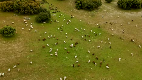 An-aerial-shot-focused-on-a-herd-of-sheep,-mixed-brown-and-white-color