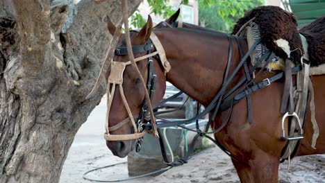 Cinematic-close-up-head-shot-of-a-beautiful-horse-with-chestnut-coat-by-the-tree,-fully-equipped-with-tack-equipments,-ready-for-the-traditional-sport-game,-pato-horseball-match