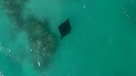 Straight-down-aerial-view-of-a-manta-ray-in-clear-water