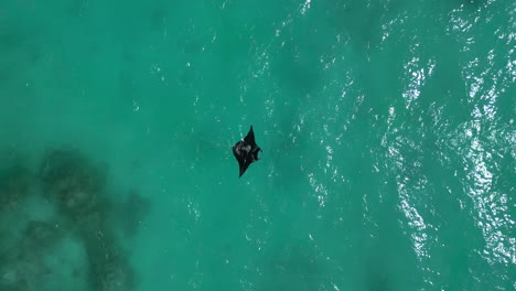 Large-manta-ray-in-clear-tropical-waters---straight-down-aerial-view