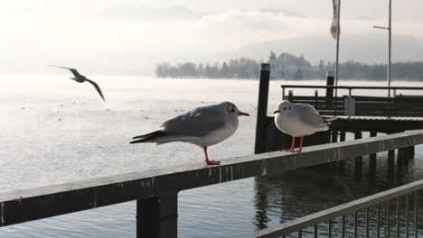 Common-gulls-sitting-on-the-rail-of-lakeside-dock