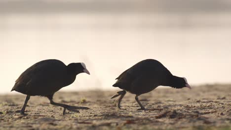 Pair-of-coots-walking-on-river-bank-at-sunrise