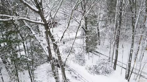 Drone-Elevándose-Sobre-árboles-Cubiertos-De-Nieve-A-Mediados-De-Marzo