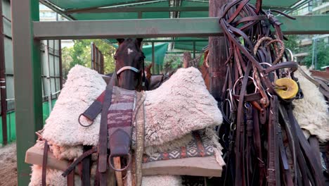 Stacks-of-horse-accessories-and-equipments-hanging-in-the-tack-room-or-stable,-items-like-saddles,-stirrups,-bridles,-halters,-reins,-bits,-and-harnesses,-zoom-in-capturing-head-shot-of-a-horse