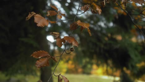 Static-shot-of-a-branch-with-amber-leaves-blowing-in-the-wind-with-a-blurry-forest-background