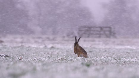 European-Brown-Hare-stands-to-shake-off-snow-in-meadow-during-snowfall