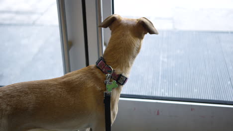 Hund-Wartet-Geduldig-In-Der-Lobby-Der-Eigentumswohnung,-Um-Draußen-Spazieren-Zu-Gehen