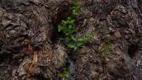 Sanfte-Brise-Weht-Durch-Grüne-Blätter,-Die-In-Einem-Baumstamm-Wachsen
