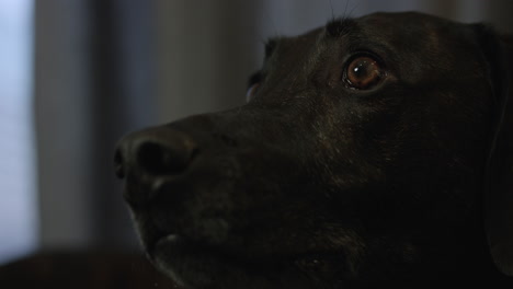 Der-Schwarze-Hund-Mit-Großen-Augen-Schaut-Den-Besitzer-Mit-Den-Augen-Eines-Welpen-An-Und-Bittet-Um-Ein-Leckerli