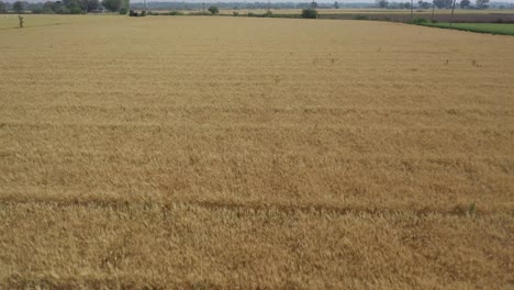 Aerial-drone-backward-moving-shot-flying-over-ripe-golden-wheat-field-on-a-cloudy-day