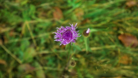 Rotationg-above-shot-of-purple-flower