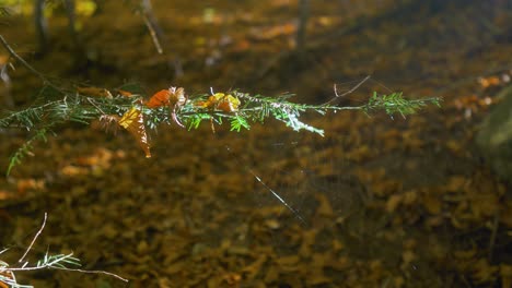 Panning-right-of-a-coniferous-branch-with-dried-amber-leaves-and-a-spider-web-being-lit-by-some-sunbeams