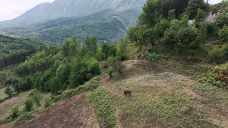 Areal-shot-of-a-horse-feed-on-a-plain-in-the-mountains