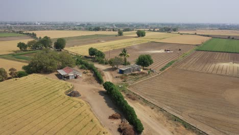 Aerial-drone-shot-flying-over-ripe-golden-wheat-field-alongside-village-houses-at-daytime