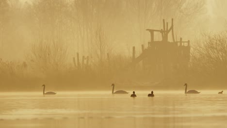 Calm-nature-scene,-swans-swim-leisurely-on-river---golden-sunrise-misty-morning