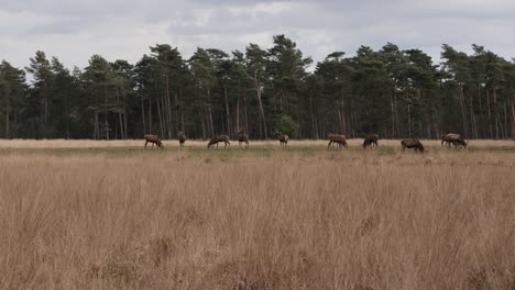 A-large-group-of-male-red-deer-with-and-without-antlers-grazes-along-the-edge-of-the-forest