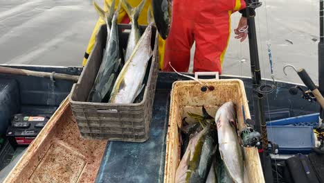 Fishermen-display-impressive-catch-of-yellowtail-fish-moving-from-cooler-to-crate