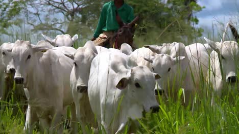 Ein-Brasilianischer-Bauer-Treibt-Auf-Einem-Maultier-Eine-Herde-Nelore-Rinder-Durch-Eine-Koppel
