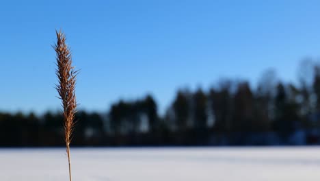 Close-up-of-water-reed-waving-in-wind-at-lake-scenery-during-winter
