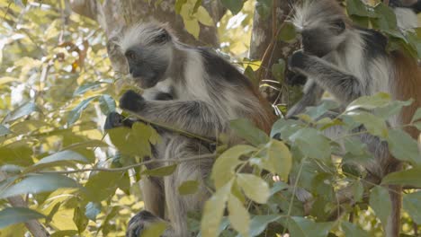 Wild-red-colobus-monkey-feeding-on-leaves-in-Jozani-tropical-forest,-Zanzibar-island